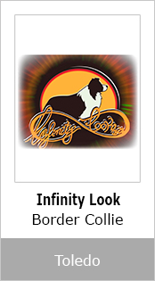 Infinity Look Border Collie