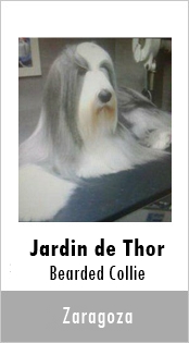 Jardin de Thor Bearded